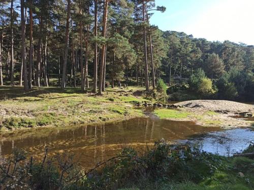 a river in a field with trees in the background at Mirador de San Matias in Covaleda
