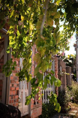 a tree with green leaves in front of a building at Y.O Inn in Kon Tum