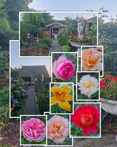 Κήπος έξω από το La Rose