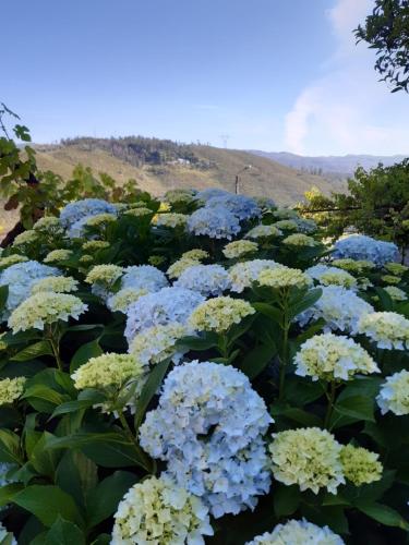 a bunch of blue and white flowers in a garden at A CASA COM 2 PEREIRAS in Terras de Bouro