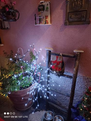 a plant with lights in a pot next to a wall at Casa Vacanze Family in Albisola Superiore