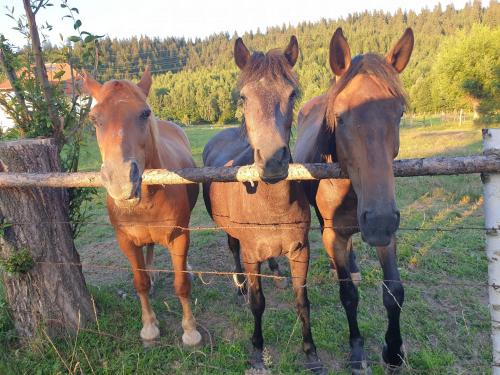 two horses are standing behind a fence at Casa bunicilor din Leresti in Voineşti