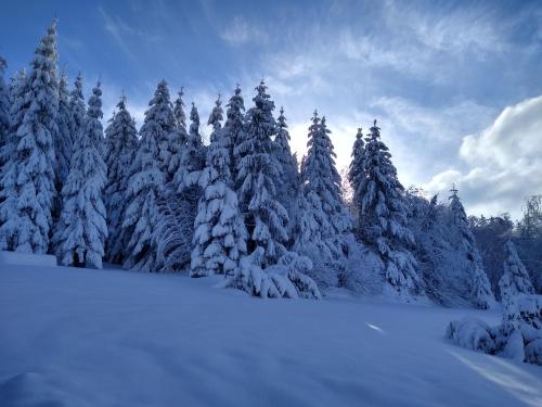 a group of snow covered trees in a field at Chalet neuf avec jacuzzi privé, vue imprenable sur Massif des Vosges in Belfahy