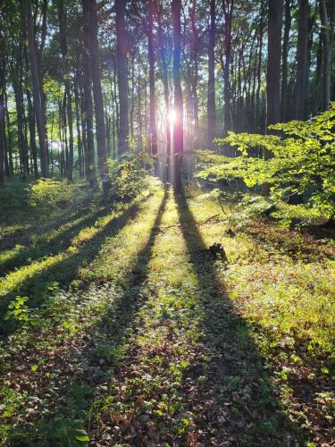 a forest with the sun shining through the trees at Haus Burmeister in Sassnitz