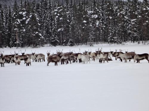 a herd of deer standing in the snow at Hugsnäset Semesterstugor och Fiske in Gällö