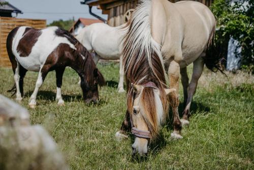 Tiere im Aparthotel oder in der Nähe