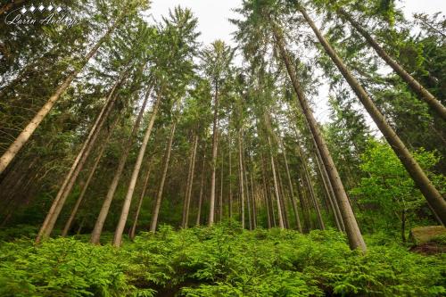 a group of tall trees in a forest at Апартаменти БАРВА in Beloberëzka