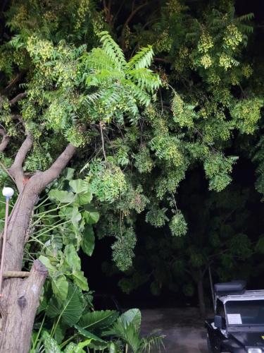a tree with green leaves on it with a car at Dunas de Jeri in Jericoacoara