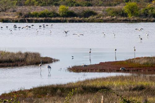 un grupo de aves de pie en un cuerpo de agua en Ae masanete en Marano Lagunare