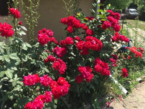 a bunch of red flowers in a garden at Salaš Striber in Vrbas