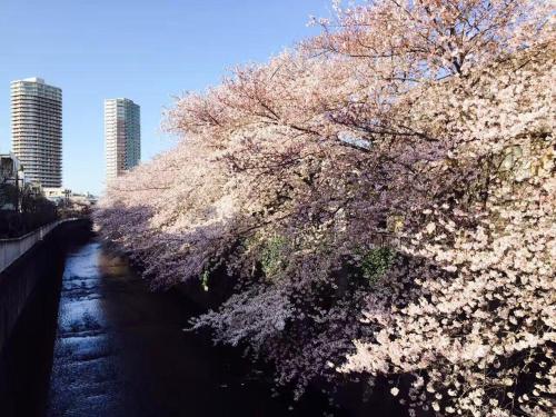 a tree with pink flowers on it next to a river at 都心の家30 square meter king size bed, step meter, 3-person room201 in Tokyo