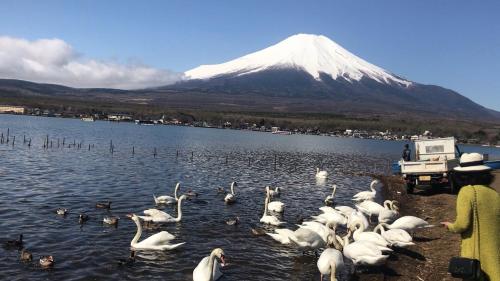 a group of swans on a lake with a snow covered mountain at 都心の家30 square meter king size bed, step meter, 3-person room201 in Tokyo