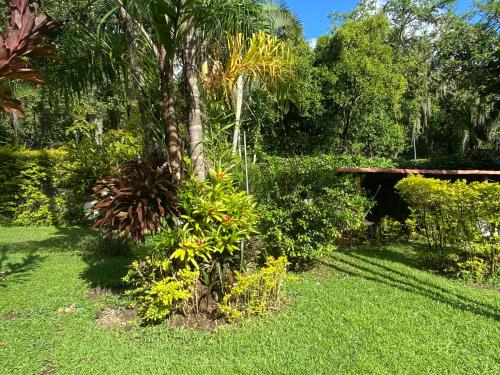 a palm tree in the middle of a garden at Finca Villa Chalet Del Rio Cali Farm Villa Chalet Cali River in Cali