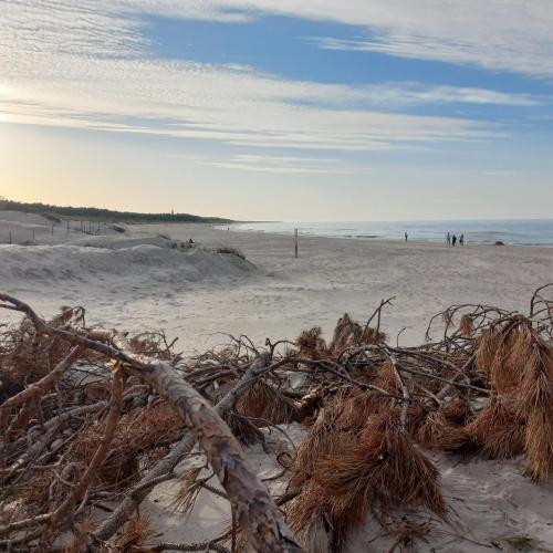 a beach with a pile of drift wood on it at Apartament Orlando w Porto Łeba 350m od morza in Łeba