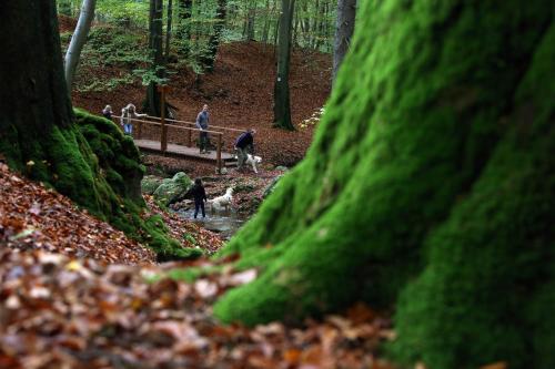 a group of people walking their dogs in the woods at Le Milan Royal 26 pers, Malmedy, Balnéo, vue, calme in Malmedy