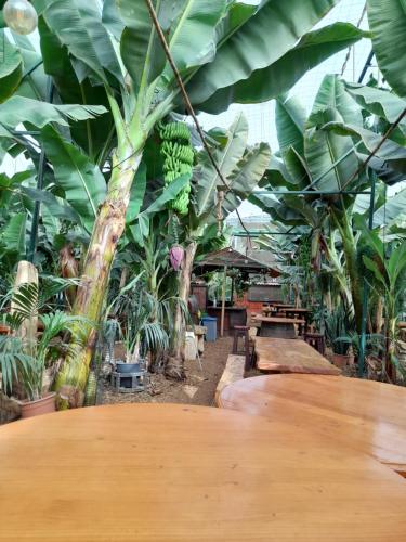 Taman di luar Tenerife Homestay