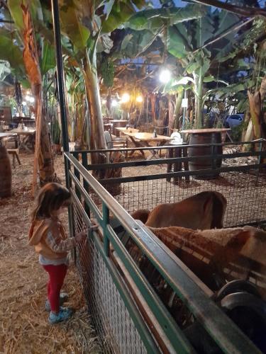 Binatang di homestay atau berdekatan