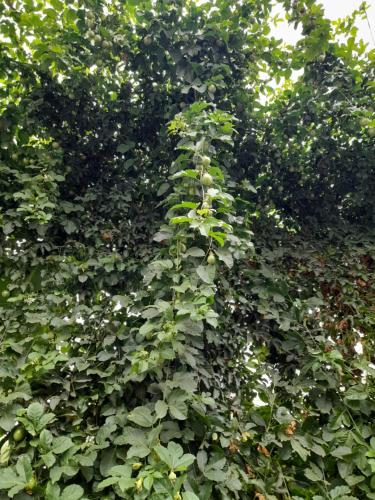 Taman di luar Tenerife Homestay