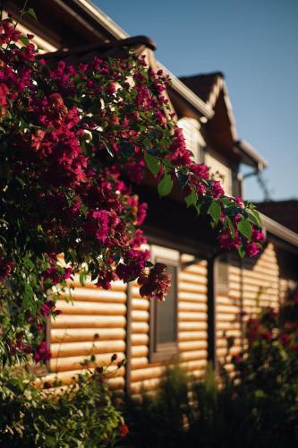 a house with pink flowers on the side of it at Leontopolis Apart Otel in Cıralı