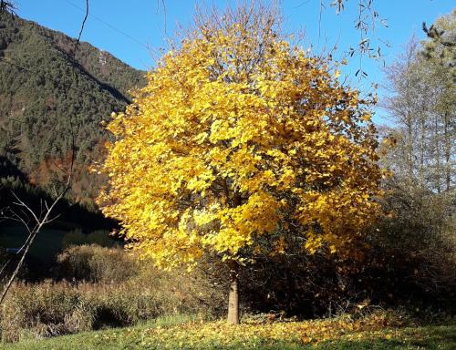 a yellow tree in the middle of a field at La mansarda di Rossella in Pieve Di Ledro