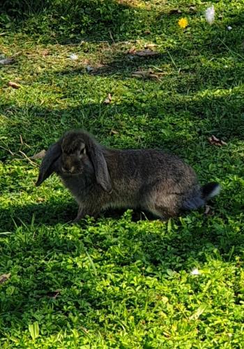 a small black rabbit sitting in the grass at Ranch borgo bella vita in Cavalier