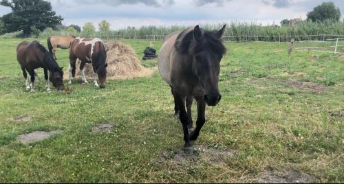 a group of horses grazing in a field at Kopice " Kowalczyk In Nature Parks Blue Velo" in Gollnow