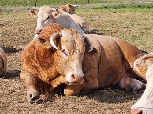 a group of brown cows laying in a field at magnifique villa avec piscine et spa in Merville