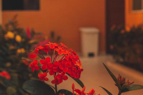 a red flower sitting on top of a table at Pousada Acqua Bella PISCINA CLIMATIZADA in Bertioga
