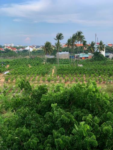 a field of crops with palm trees in the background at Kaia Gallery Hotel Hoi An in Hoi An