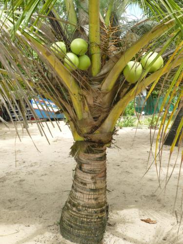 a palm tree on the beach with a bunch of green fruits at Marari SeaLap Beach Villas in Mararikulam