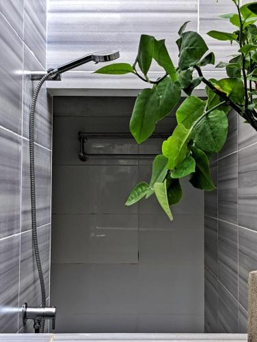 a shower in a bathroom with a plant at Dhoadhi Retreat in Thulusdhoo