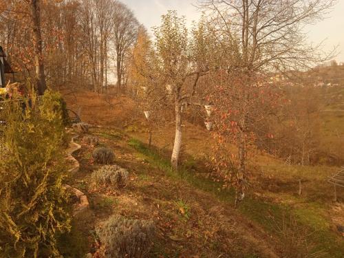 a hillside with trees and a creek in a field at Stablo guest house in Bărăşti