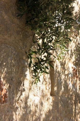 a plant sitting on a rock in the sun at Orfea's Place in Riglia