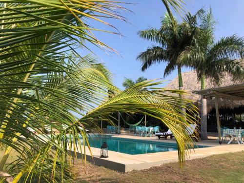 a palm tree in front of a swimming pool at Territorio Magico Dibulla in Dibulla
