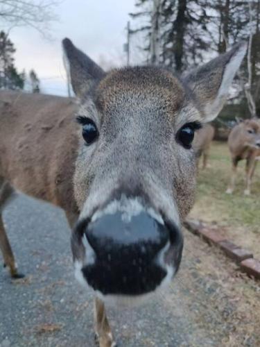 a close up of a deer with a black nose at Cheerful Pocono home away from home in Albrightsville