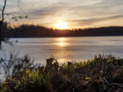 una puesta de sol sobre un cuerpo de agua con una planta en Lillesjö stuguthyrning en Bäckefors