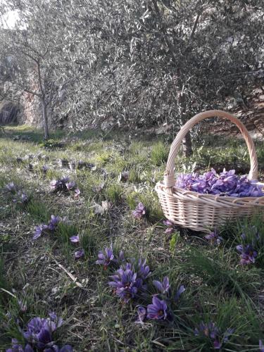 Κήπος έξω από το Agriturismo L'Arco