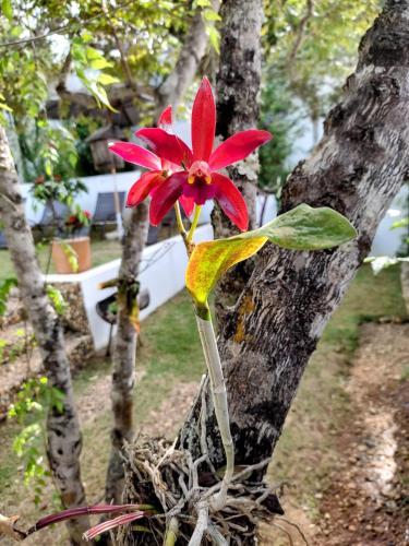 Pousada Casa de Shiva — Garden view