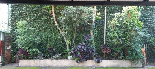 un jardín con árboles y plantas en una pared en Doña beti en Puerto Iguazú