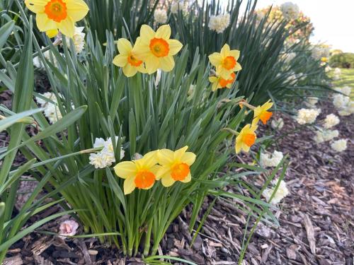 a bunch of yellow and orange flowers in a garden at Villa Walton in Matamata