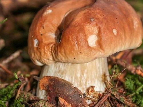 a mushroom sitting on the ground in the forest at Maison en forêt avec terrasse, jeux pour enfants et cheminée, près du Pic du Lizieux et du Lac bleu - FR-1-582-235 in Araules
