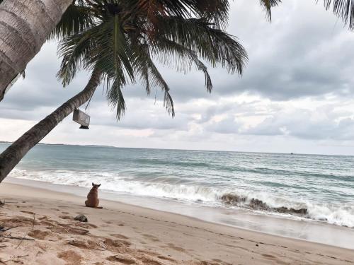 a cat sitting on the beach under a palm tree at Frangipani Beach Villa in Tangalle