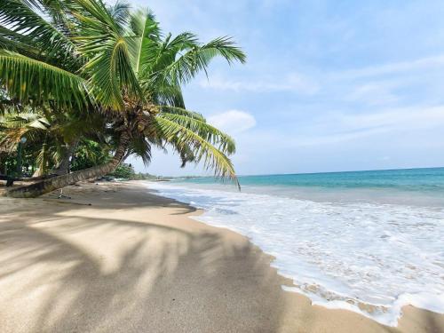 a beach with two palm trees and the ocean at Frangipani Beach Villa in Tangalle