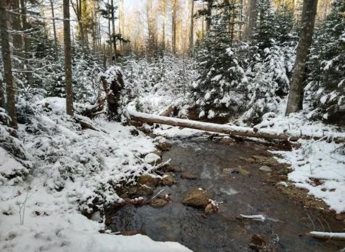 a stream in a forest with snow covered trees at Ferienwohnungen Kremser bei Spiegelau Eppenschlag in Eppenschlag