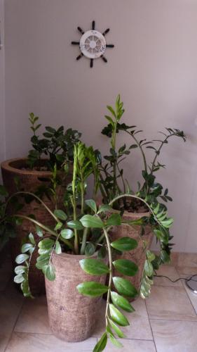 a clock hanging on a wall with plants at Settle inn Self Catering Units in Colchester