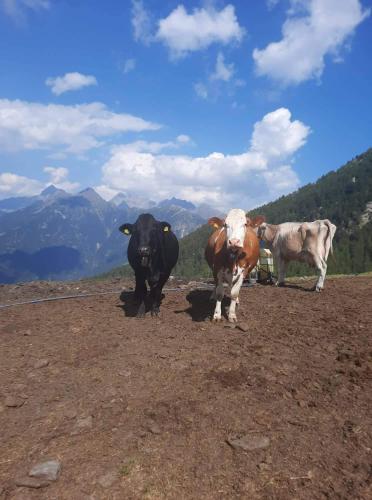 two cows standing on top of a hill at Alloggio del contadino in Sondrio