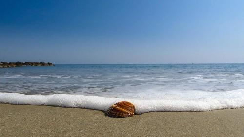 a shell laying on the beach near the ocean at Charmante suite indépendante avec cave à vin in Cournonsec