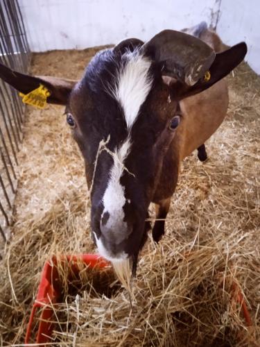 a brown and white goat eating hay in a cage at Alloggio del contadino in Sondrio
