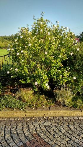 a bush with white flowers in a garden at Apartmán na Pasekách in Bystrzyca