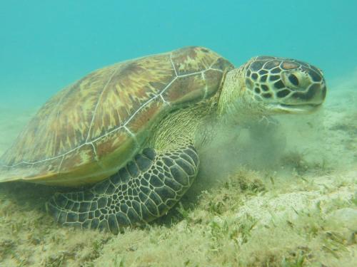 a green sea turtle swimming in the ocean at Blue Vision Diving Hotel in Marsa Alam City